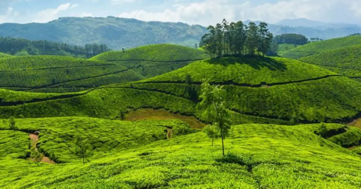 munnar tea estate | Best tour and travel Agency in kerala